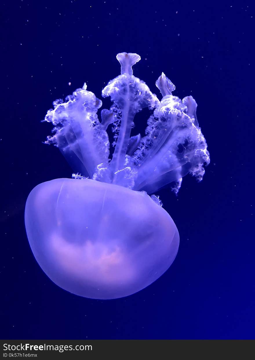 Jellyfish, Cnidaria, Marine Invertebrates, Invertebrate