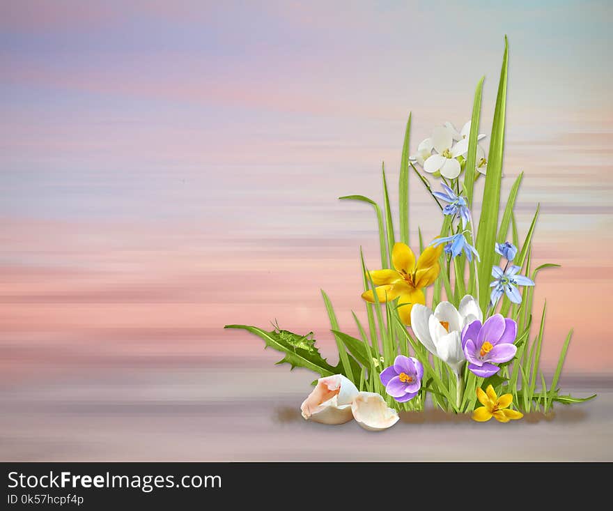 Flower, Flora, Plant, Still Life Photography