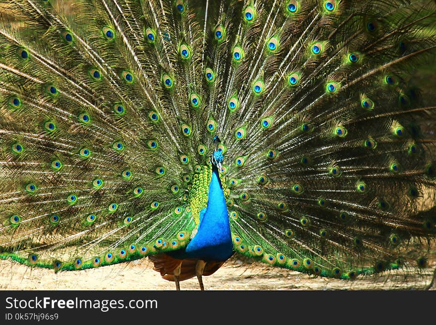 Peafowl, Galliformes, Feather, Ecosystem