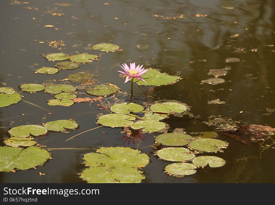 Water, Reflection, Flower, Flora