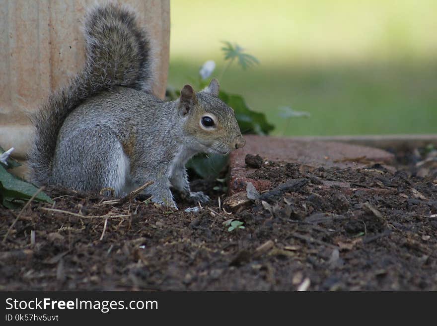 Squirrel, Mammal, Fauna, Fox Squirrel