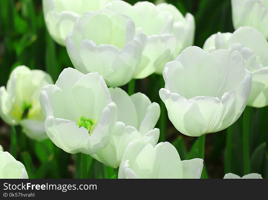 Flower, Plant, White, Green