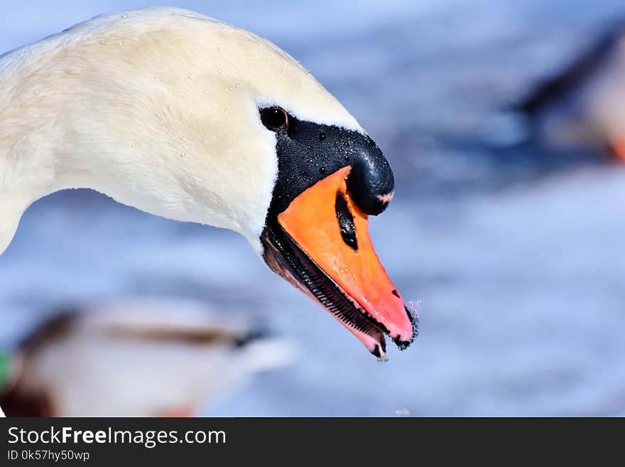 Bird, Beak, Water Bird, Fauna