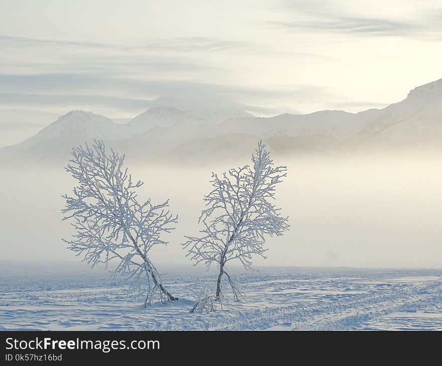 Sky, Freezing, Winter, Tree