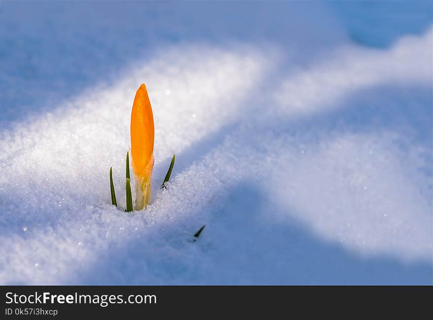 Snow, Flower, Sky, Atmosphere Of Earth