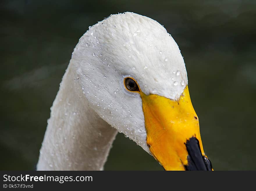 Bird, Beak, Water Bird, Fauna