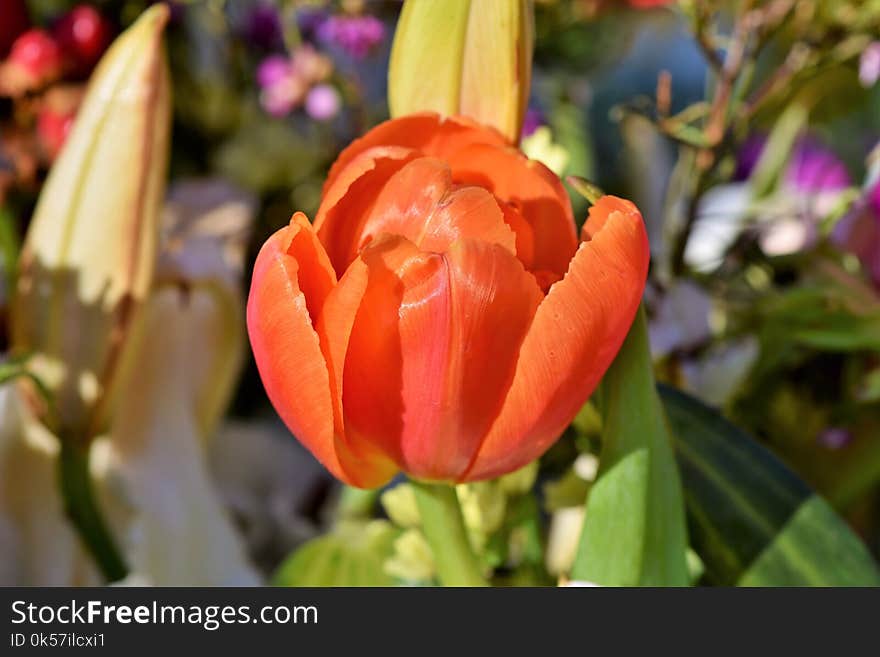 Flower, Plant, Tulip, Flowering Plant