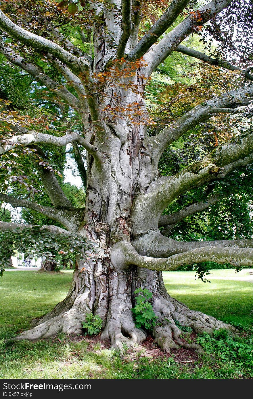 Tree, Woody Plant, Branch, Plant