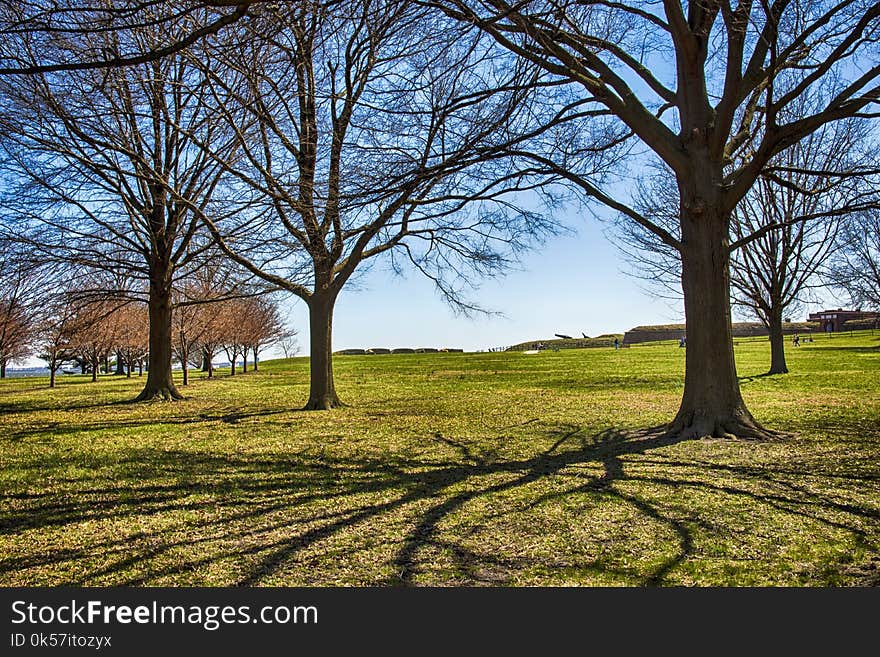 Tree, Nature, Woody Plant, Sky