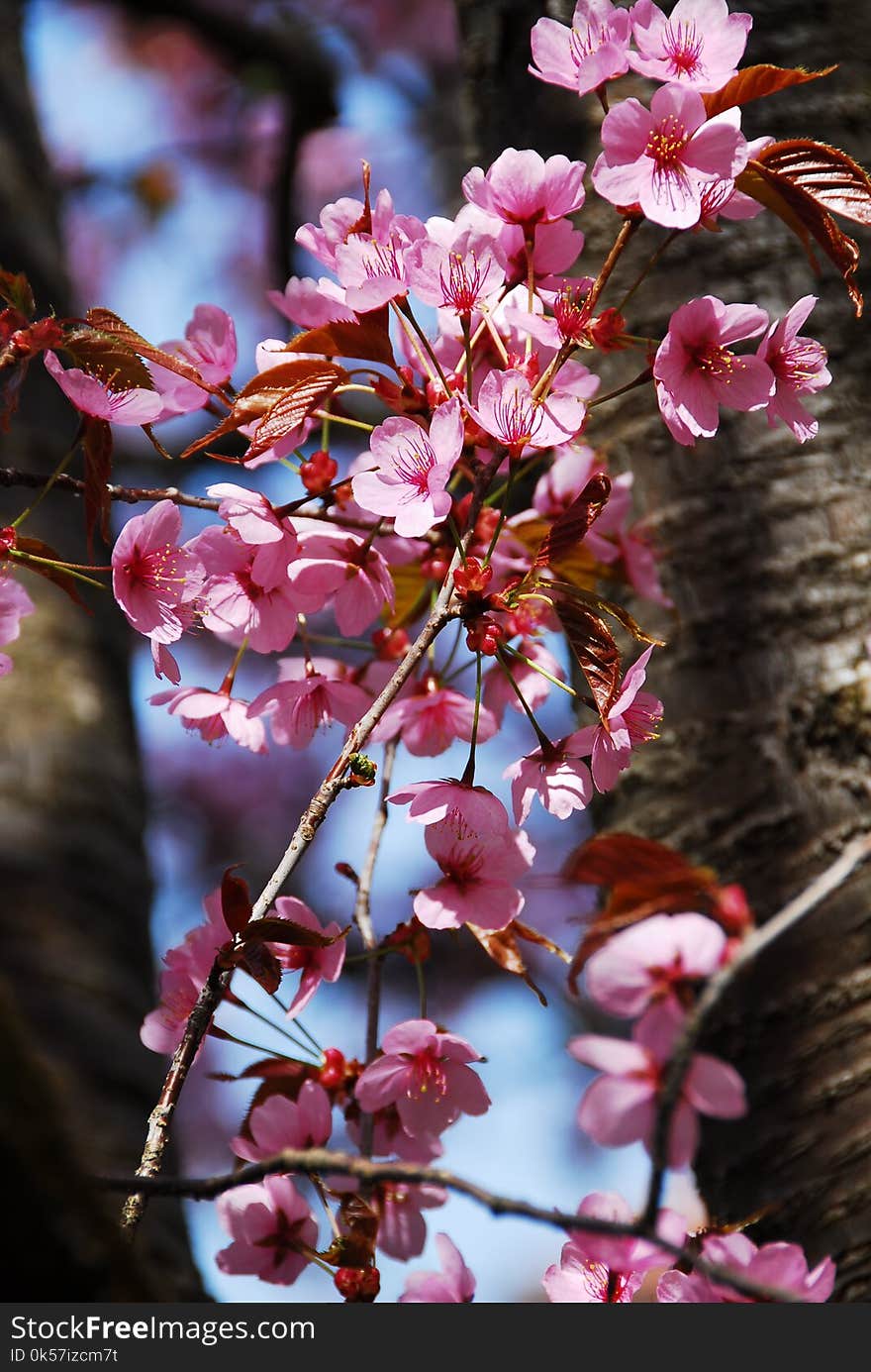 Blossom, Pink, Flower, Plant