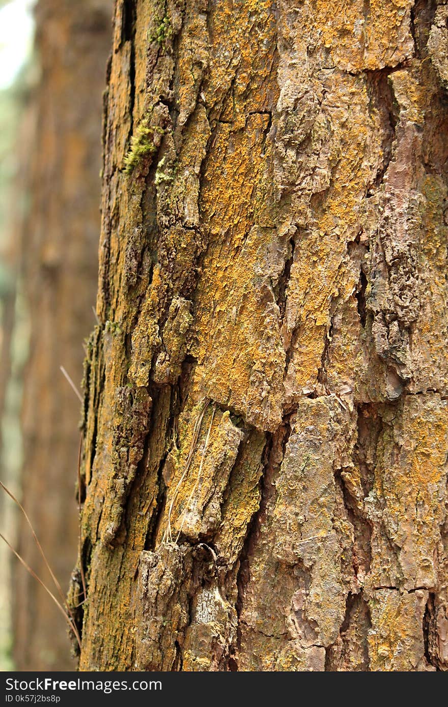 Tree, Trunk, Wood, Flora