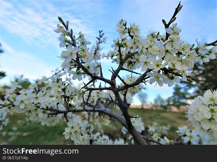 Blossom, Spring, Plant, Tree