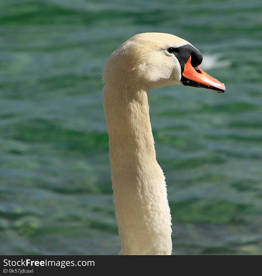 Bird, Swan, Water Bird, Ducks Geese And Swans