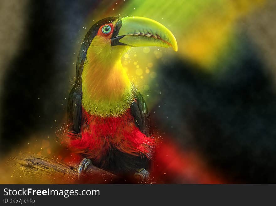 Toucan, Beak, Close Up, Bird