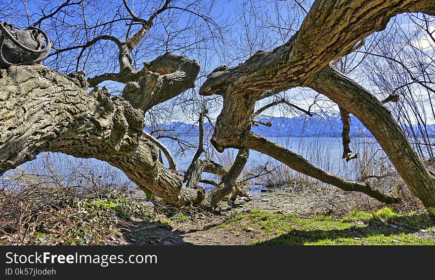 Tree, Woody Plant, Plant, Branch