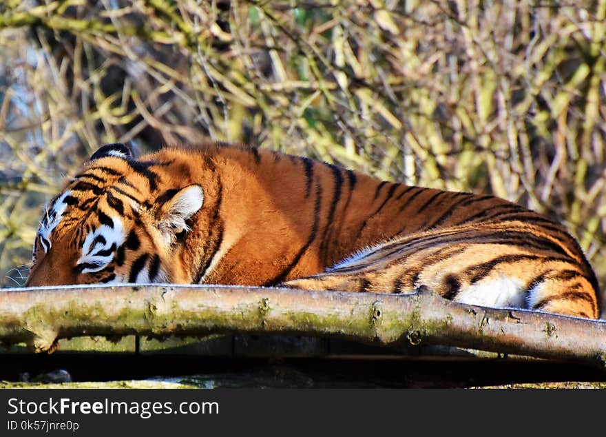 Tiger, Wildlife, Mammal, Terrestrial Animal