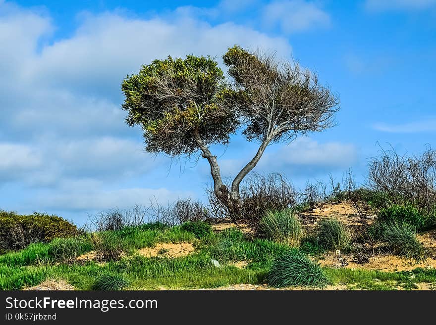 Vegetation, Tree, Sky, Nature