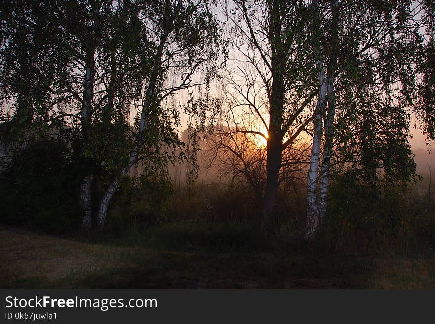 Nature, Tree, Woodland, Sky