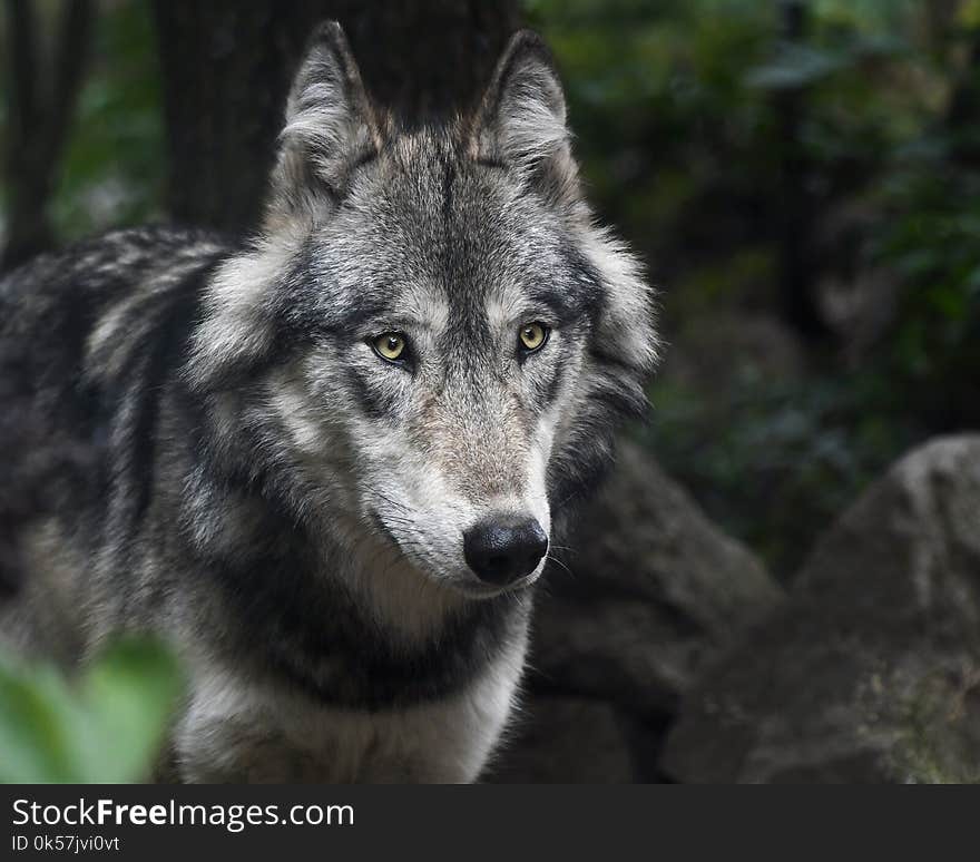 Wildlife, Wolf, Mammal, Fauna