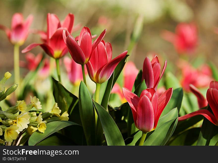 Flower, Plant, Flowering Plant, Tulip