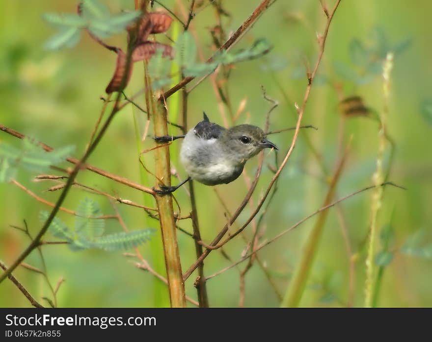 Fauna, Wildlife, Bird, Organism