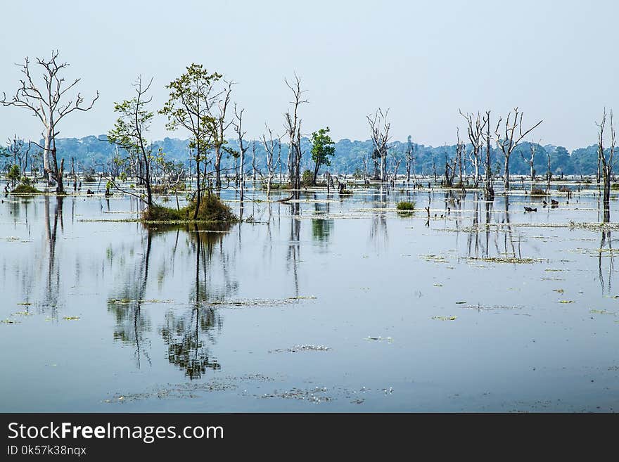 Water, Reflection, Wetland, Tree