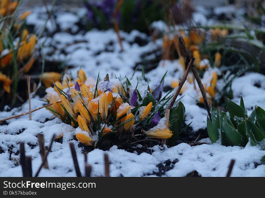 Plant, Snow, Flower, Winter