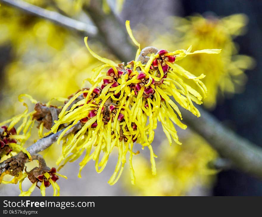 Yellow, Flora, Flower, Spring