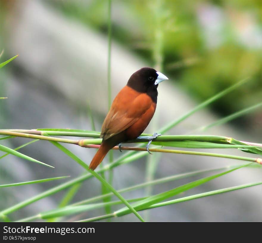 Bird, Fauna, Beak, Old World Flycatcher