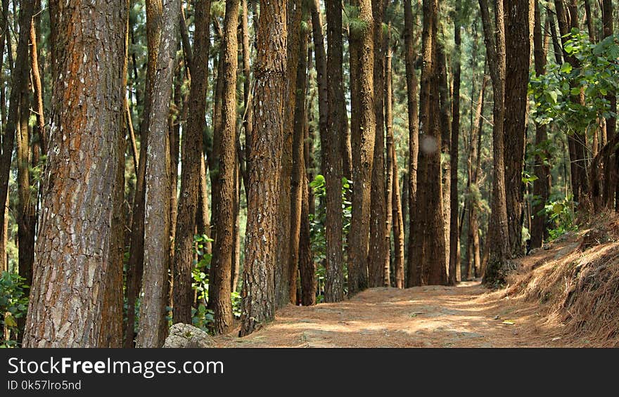 Forest, Ecosystem, Vegetation, Nature Reserve