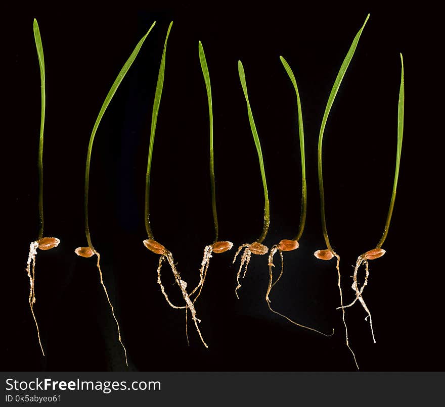 Young wheat sprouts