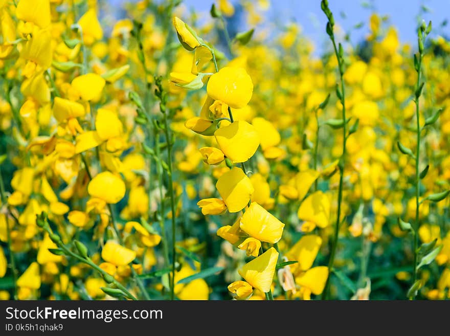 Crotalaria juncea in the field