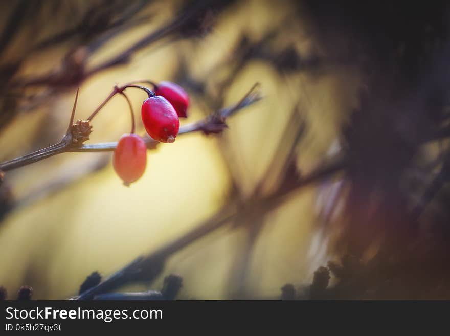 Dry rose hips in the spring garden macro photography