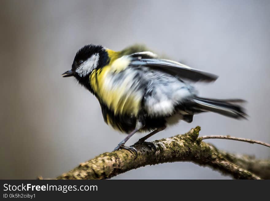 The great tit Parus major on tree wildlife photo