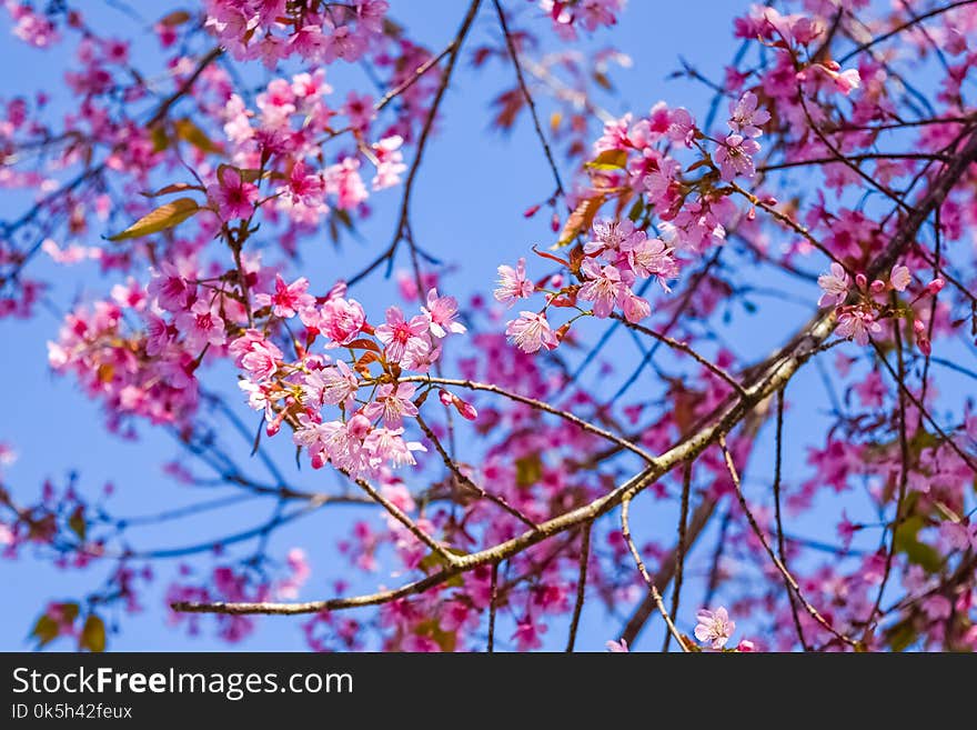 Pink flowers cherry blossom