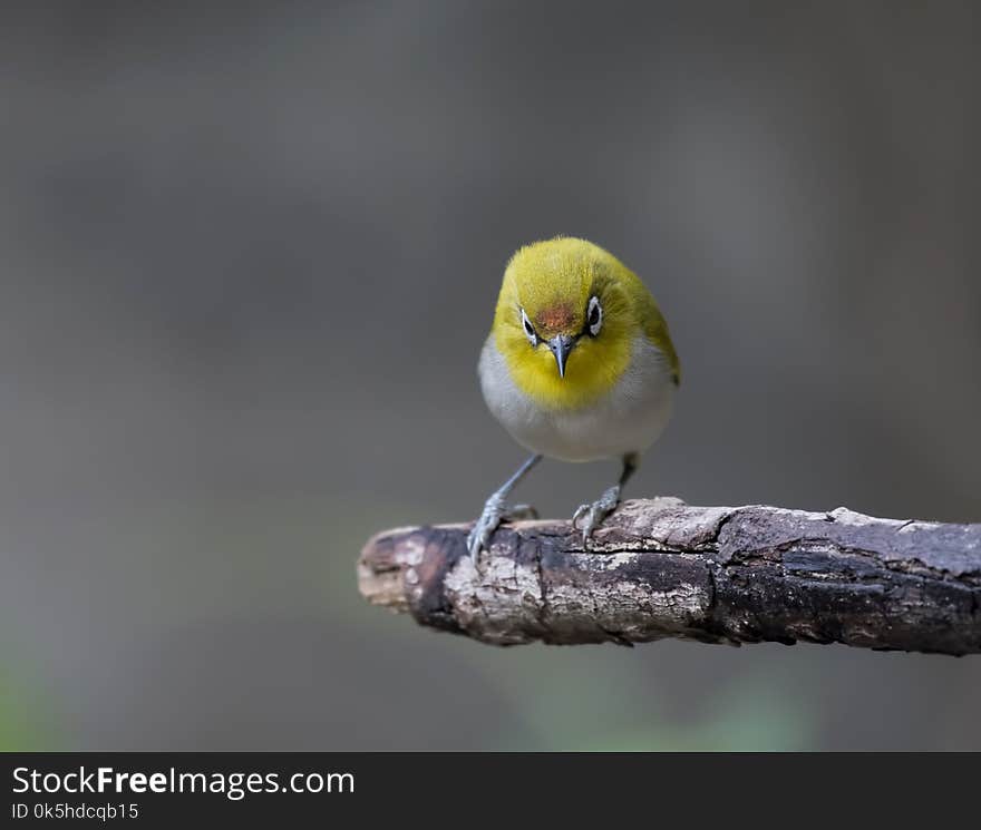 Oriental white eye close up