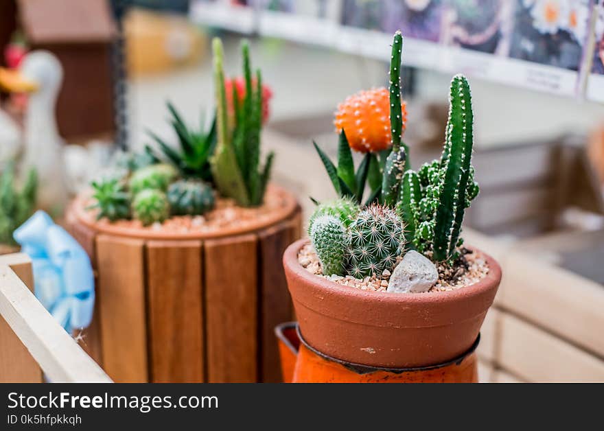 Cactus, sugar palm leaf, decoration in the garden. Cactus, sugar palm leaf, decoration in the garden