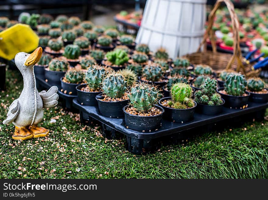 Cactus decorate in the garden