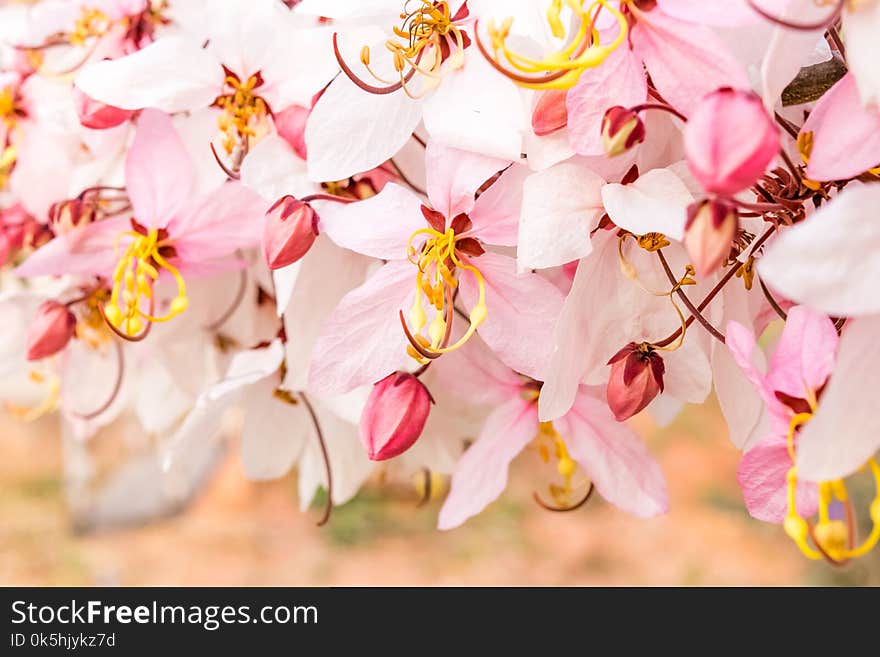 Pink flower of Wishing tree, pink shower, cassia bakeriana craib. Thailand.