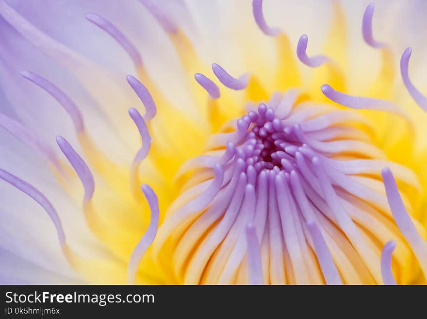 Close up lotus flower or water lily for natural background