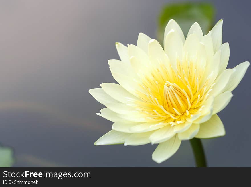 Close up lotus flower or water lily for natural background