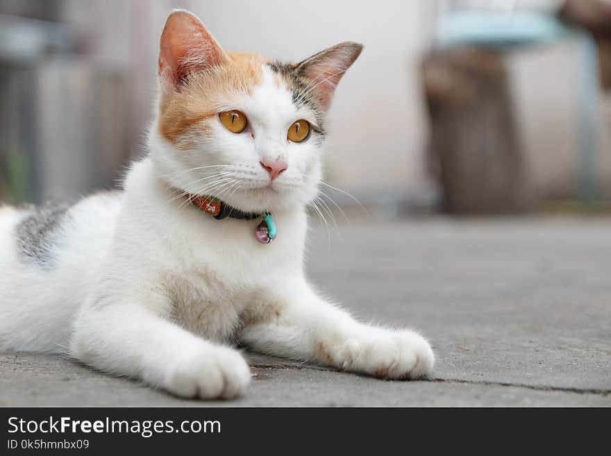 Close up white cat orange eyes lying down on floor. Close up white cat orange eyes lying down on floor