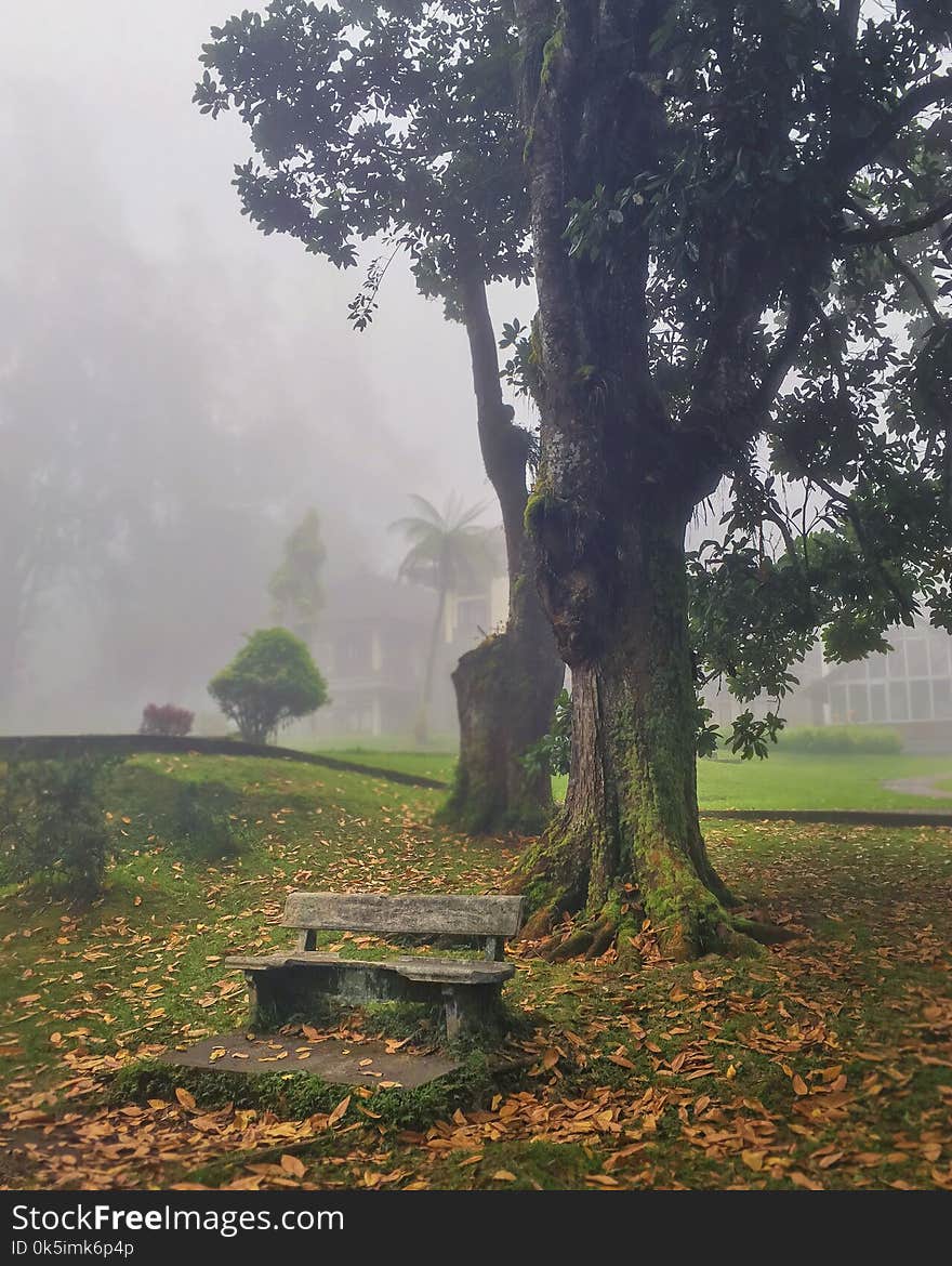 A misty morning autumn landscape, an old bench in a park strewn with yellow leaves. Great oak tree. Forest forest in the fog. Nobody. A misty morning autumn landscape, an old bench in a park strewn with yellow leaves. Great oak tree. Forest forest in the fog. Nobody