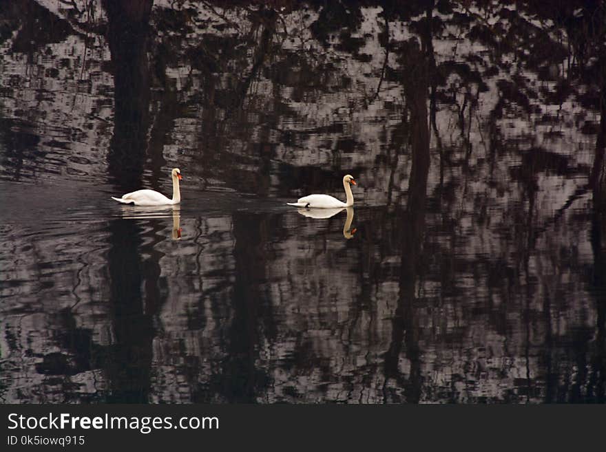 Two mute swans swimming in the river