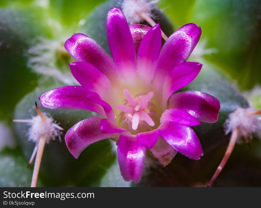 Purple blossom blooming cactus flower