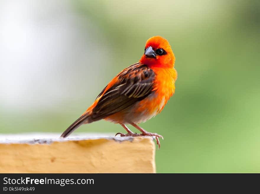 A small red local bird on the Seychelles