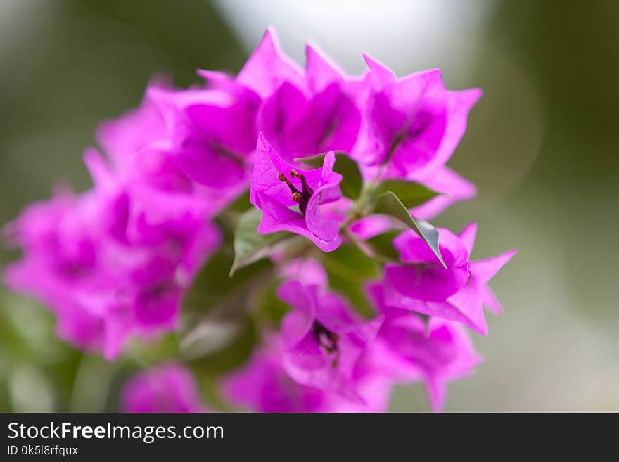 Local exotic flowers very colorfull and beautiful, lilac