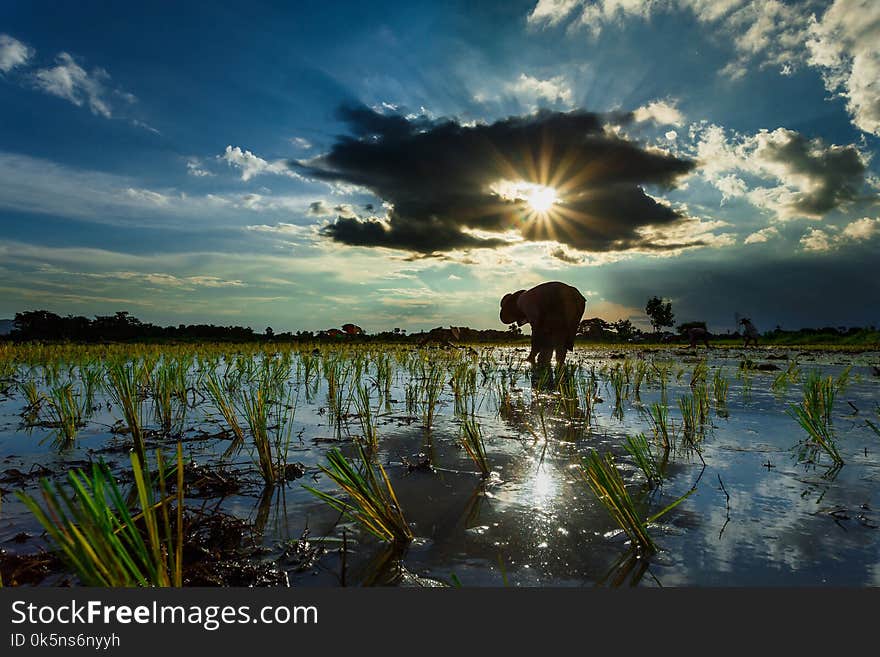 Thailand rice farmers planting season.