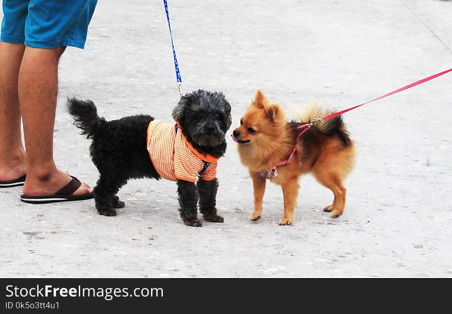 Pomeranian Brown And Friend Walking With The Owner.