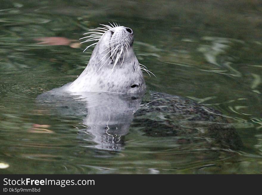 Mammal, Fauna, Water, Harbor Seal